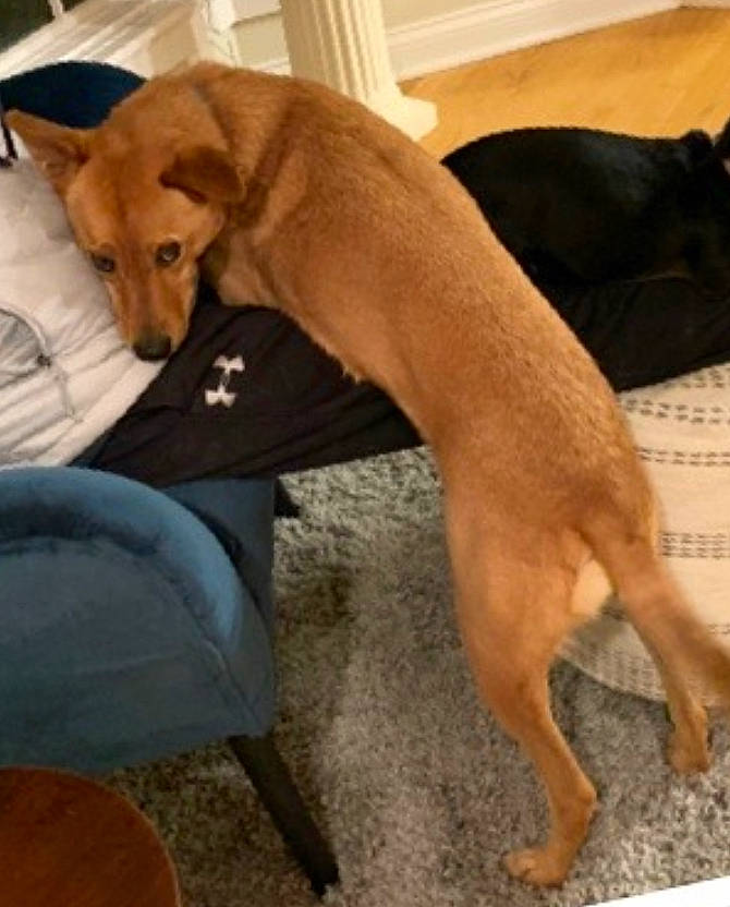 Jefferson joined the competition — help win amazing prizes! canidae, carnivore, companion_dog, dog, dog_breed, fawn, mammal, pariah_dog, rhodesian_ridgeback, snout, sporting_group, tail, vertebrate