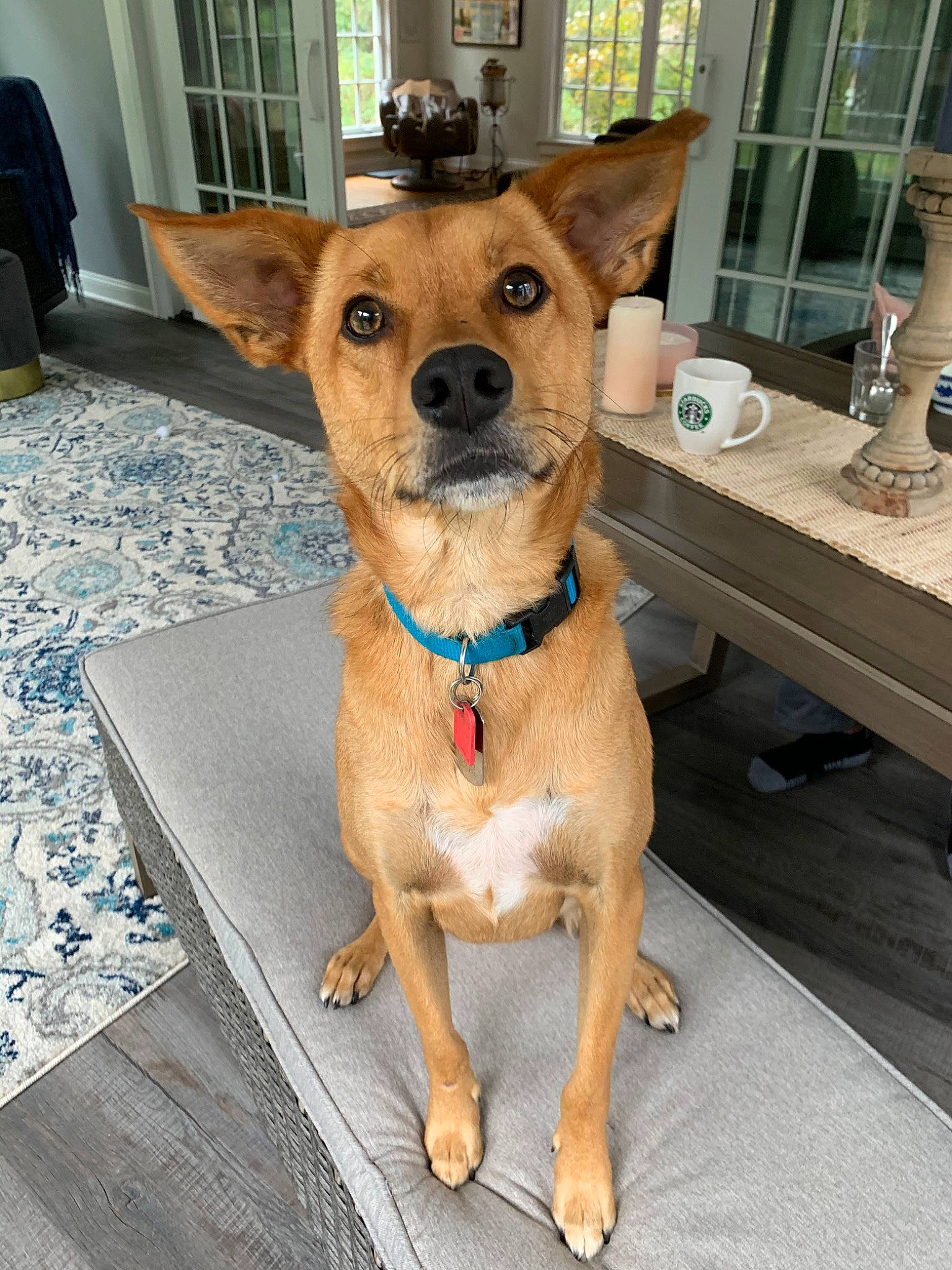 Jefferson is registered to the contest to win money with this photo: canidae, carnivore, carolina_dog, chihuahua, companion_dog, dog, dog_breed, fawn, feist, korean_jindo_dog, mammal, non_sporting_group, potcake_dog, puppy, rare_breed_dog, snout, vertebrate