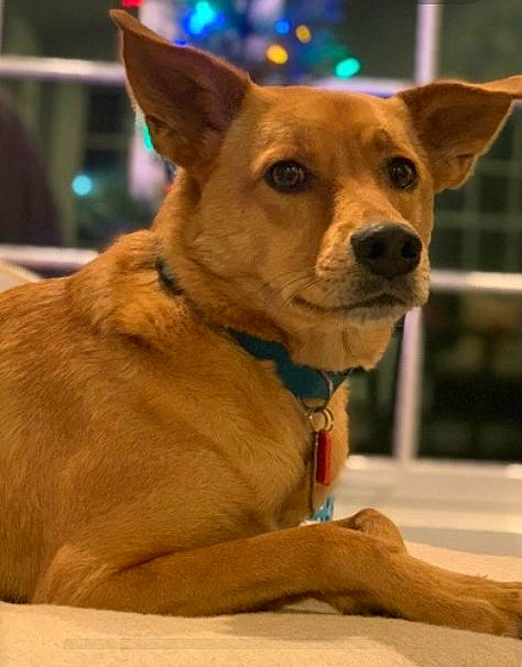 Jefferson is registered to the contest to win money with this photo: canidae, carnivore, carolina_dog, dog, dog_breed, ear, fawn, feist, formosan_mountain_dog, mammal, pariah_dog, potcake_dog, rare_breed_dog, snout, sporting_group, street_dog, vertebrate