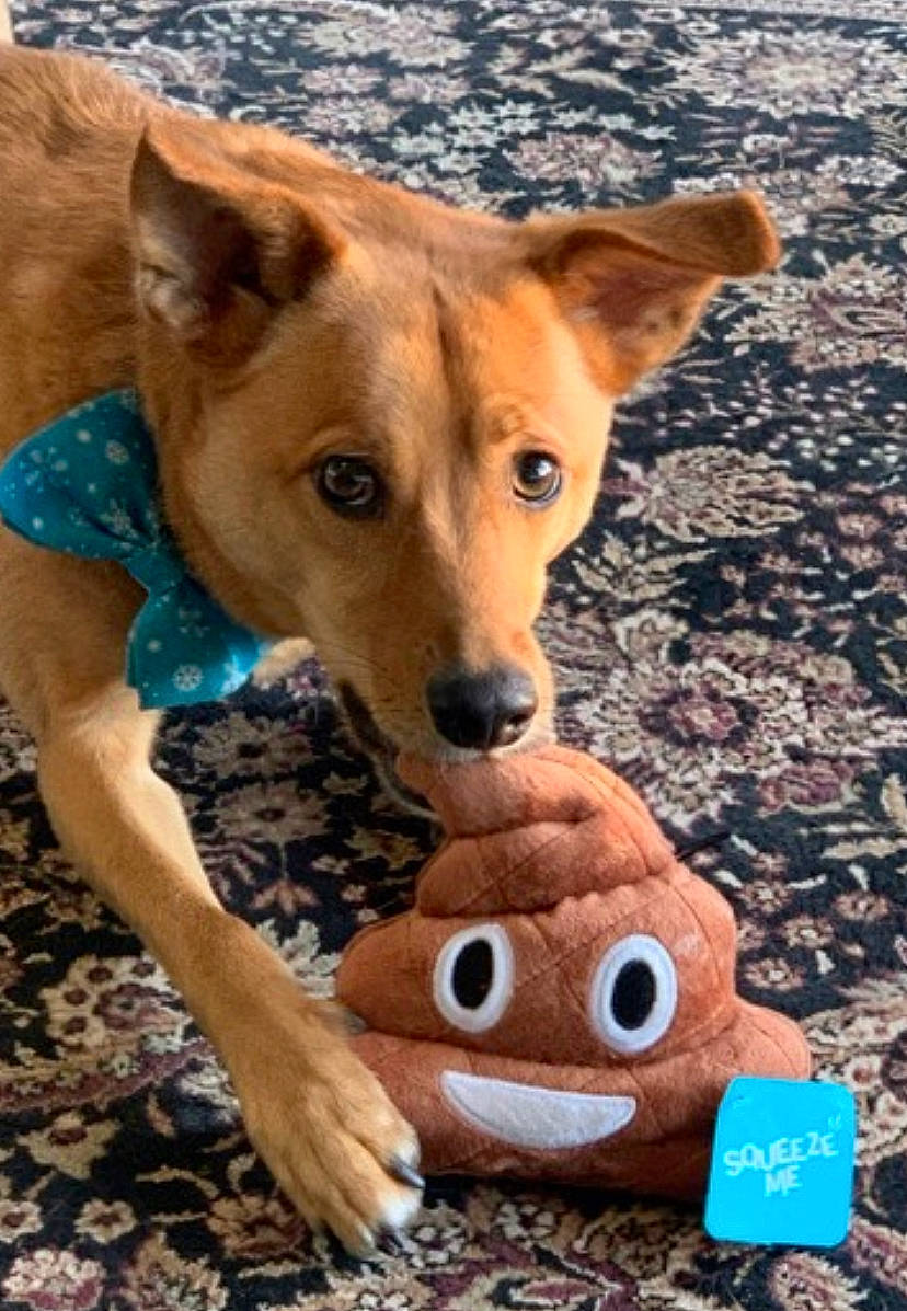 Jefferson joined the competition — help win amazing prizes! canidae, carnivore, carolina_dog, dog, dog_breed, fawn, pariah_dog, potcake_dog, puppy, street_dog