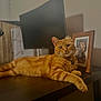 Grumpy is registered to the contest to win money with this photo: cat, orange_tabby, pet, table, indoor, framed_photo, dog_photo, furniture, relaxed, stretching, collar, curious, domestic_animal, mammal, portrait, home, living_room, fur, whiskers, paw