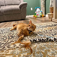Grumpy is registered to the contest to win money with this photo: cat, ginger_cat, carpet, feather_toy, living_room, couch, wooden_floor, baby_walker, curious, pet, indoor, furniture, decor, collar, toy, relaxed, floor, home, animal, striped_toy