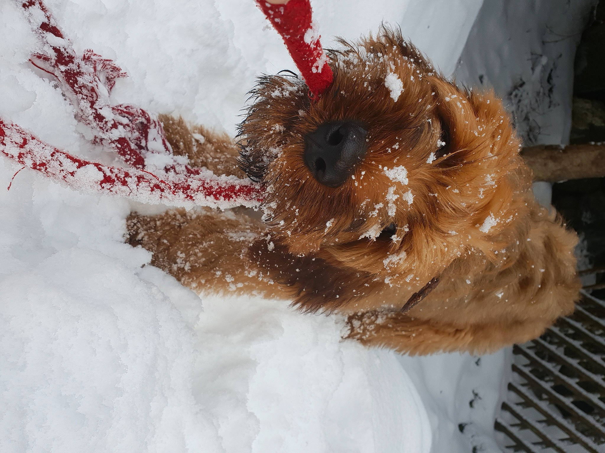 Napoléon a rejoint le concours — aidez-le/la à gagner de superbes lots ! freezing, fur, natural_material, snow, stuffed_toy, toy, winter