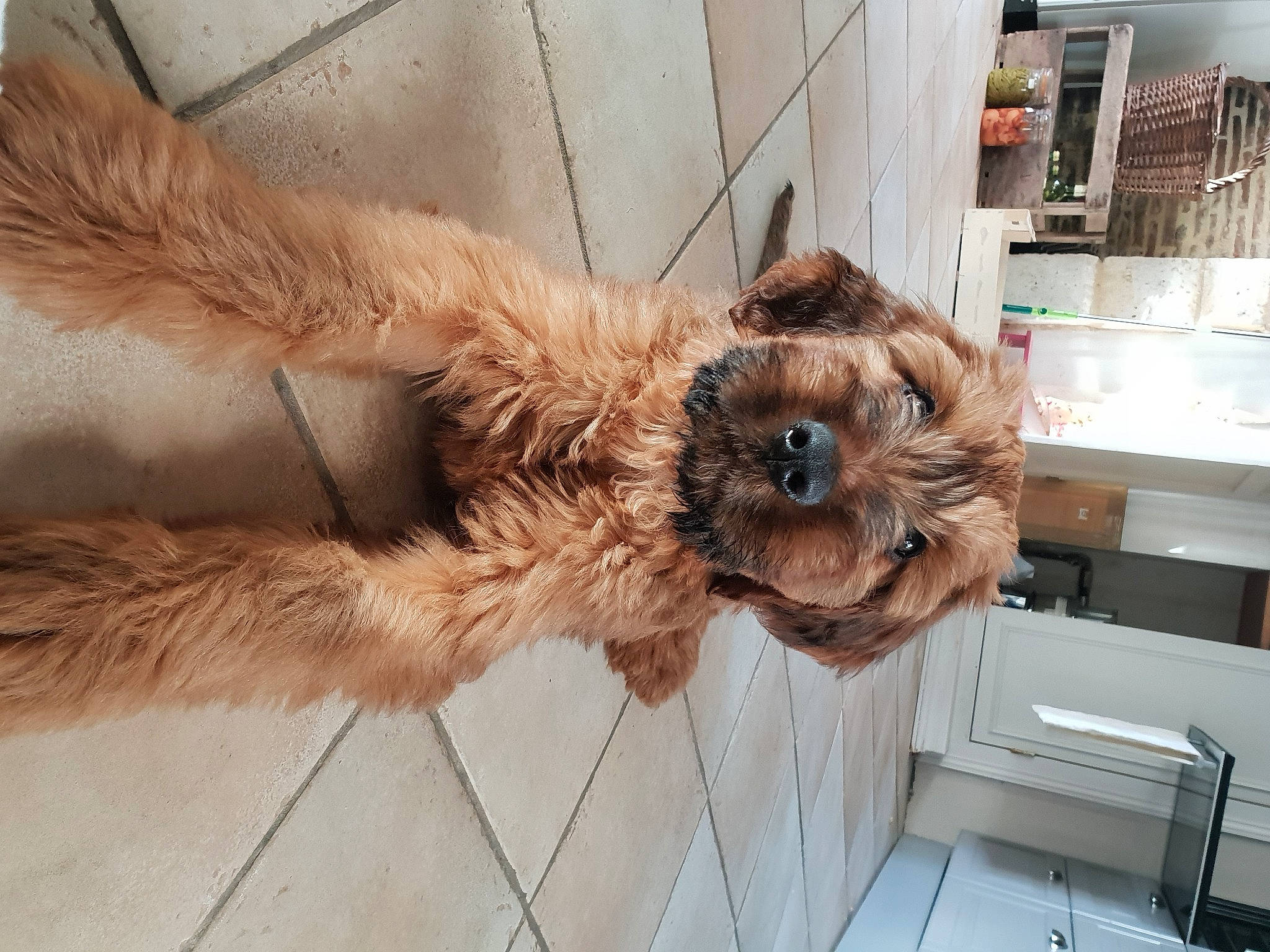 Napoléon participe au concours pour gagner de l'argent avec cette photo : beige, brown, canidae, carnivore, collar, companion_dog, dog, dog_breed, dog_collar, fawn, fur, liver, pet_supply, small_terrier, snout, sporting_group, tan, terrier, vertebrate, working_animal