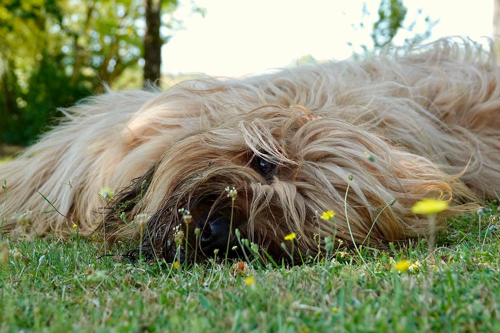 Napoléon a rejoint le concours — aidez-le/la à gagner de superbes lots ! canidae, carnivore, companion_dog, dog, dog_breed, small_terrier, sunlight, terrier, toy_dog, water_dog, working_animal, working_dog
