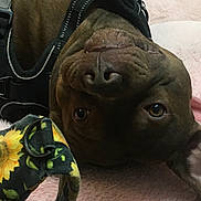 Chacco joined the competition — help win amazing prizes! dog, brown_dog, harness, leash, sunflower_pattern, blanket, pink_blanket, upside_down, relaxed, indoor, pet, canine, animal, closeup, soft_texture, cute, playful, lying_down, domestic_animal, companion