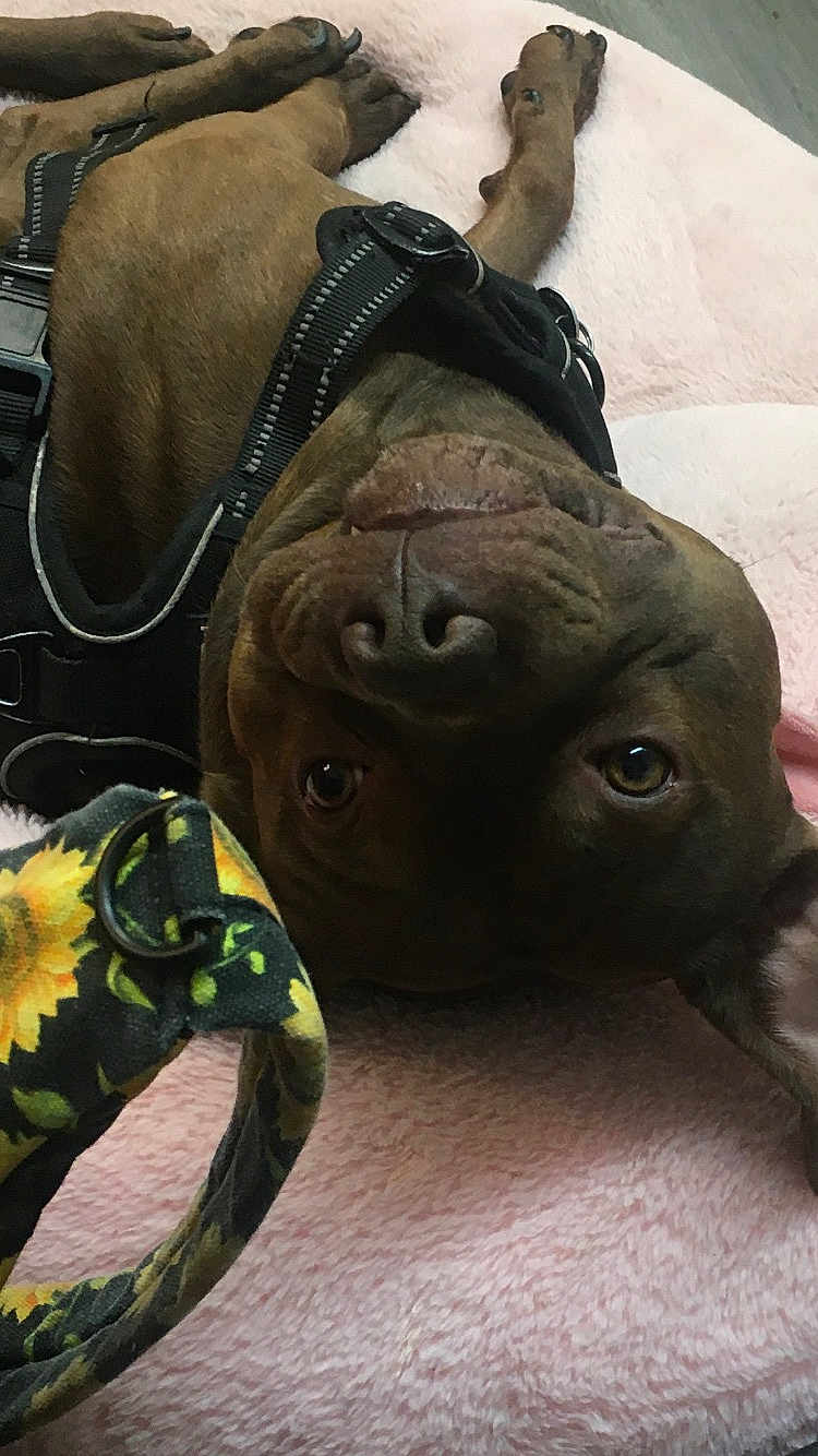 Chacco joined the competition — help win amazing prizes! dog, brown_dog, harness, leash, sunflower_pattern, blanket, pink_blanket, upside_down, relaxed, indoor, pet, canine, animal, closeup, soft_texture, cute, playful, lying_down, domestic_animal, companion