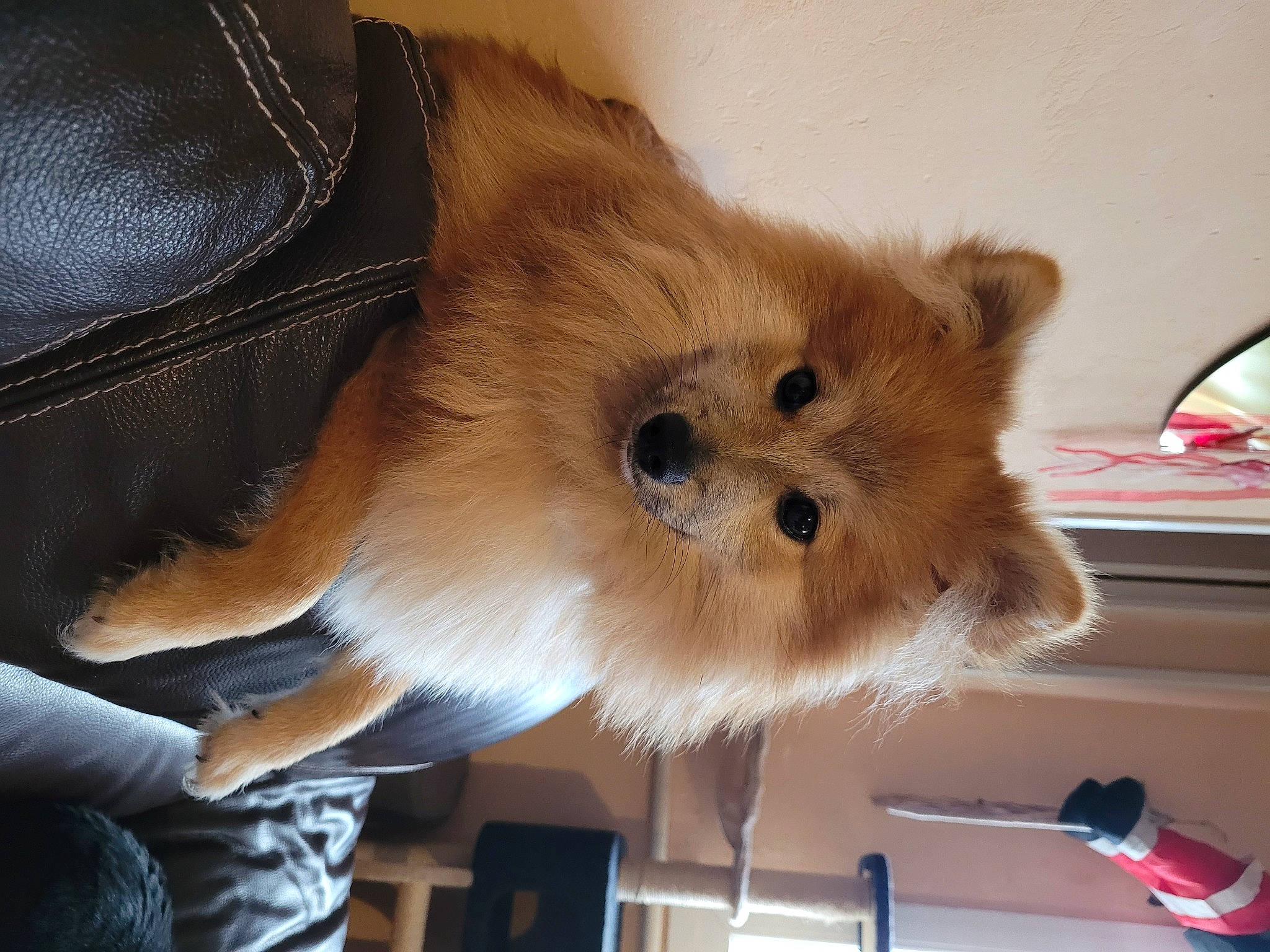 Helios a rejoint le concours — aidez-le/la à gagner de superbes lots ! carnivore, companion_dog, dog, dog_breed, dog_supply, fashion_accessory, fawn, fur, german_spitz, german_spitz_klein, german_spitz_mittel, pomeranian, snout, spitz, sporting_group, tail, toy_dog, volpino_italiano, whiskers, working_animal