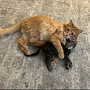 Charles And Odin joined the competition — help win amazing prizes! cat, orange_cat, striped_cat, kitten, playful, hugging, carpet, furry, pets, animals, cute, domestic, indoor, two_animals, resting, companions, soft_texture, adorable, young, friendly
