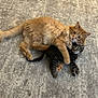 cat, orange_cat, striped_cat, kitten, playful, hugging, carpet, furry, pets, animals, cute, domestic, indoor, two_animals, resting, companions, soft_texture, adorable, young, friendly