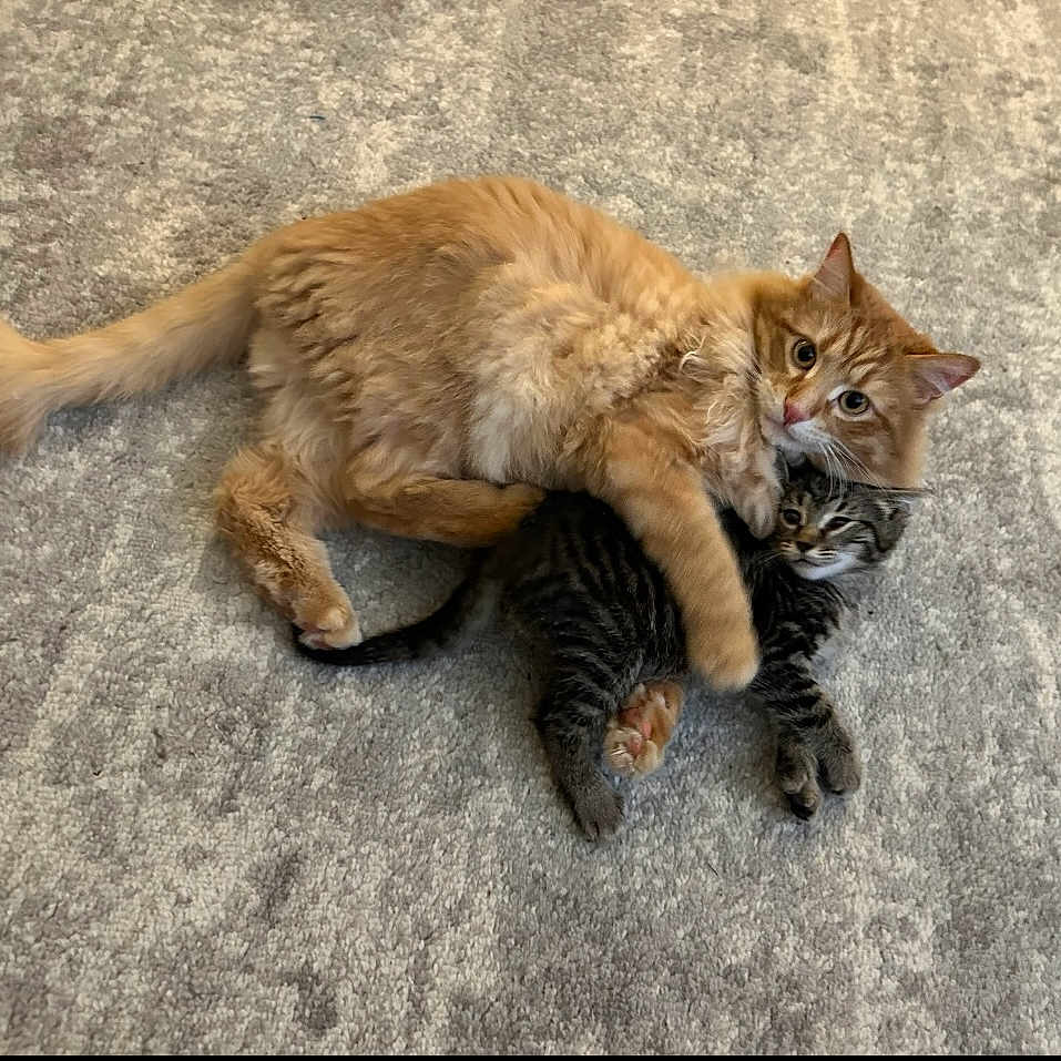 Charles And Odin joined the competition — help win amazing prizes! adorable, animals, carpet, cat, companions, cute, domestic, friendly, furry, hugging, indoor, kitten, orange_cat, pets, playful, resting, soft_texture, striped_cat, two_animals, young