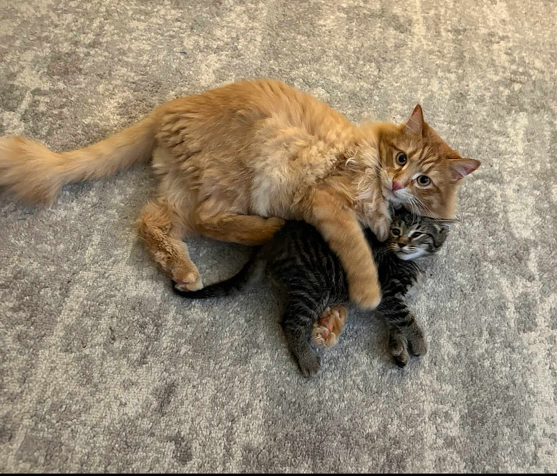 Charles And Odin joined the competition — help win amazing prizes! cat, orange_cat, striped_cat, kitten, playful, hugging, carpet, furry, pets, animals, cute, domestic, indoor, two_animals, resting, companions, soft_texture, adorable, young, friendly