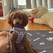 Bellarose is registered to the contest to win money with this photo: animal, bone_pattern, brown_dog, curly_fur, dog, harness, indoors, living_room, paw_prints, pet, plush_toy, portrait, puppy, rug, sheep_toy, sitting, small_dog, sunlight, window, wooden_floor
