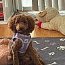 dog, puppy, curly_fur, brown_dog, small_dog, harness, sitting, pet, animal, portrait, indoors, living_room, wooden_floor, rug, paw_prints, bone_pattern, plush_toy, sheep_toy, window, sunlight