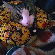 Bouba a rejoint le concours — aidez-le/la à gagner de superbes lots ! cat, tabby, feline, pet, closeup, emoji_pillow, pillow, blanket, cozy, indoor, whiskers, big_eyes, portrait, fabric, pattern, cuddle, resting, nose, ears, cute