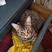 Fleur a rejoint le concours — aidez-le/la à gagner de superbes lots ! cat, tabby_cat, pet, drawer, wooden_drawer, clothing, yellow_fabric, plaid_fabric, green_eyes, whiskers, fur, indoor, cozy, sleepy, close_up, looking_up, furniture, bedding, portrait, household