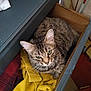 cat, tabby_cat, pet, drawer, wooden_drawer, clothing, yellow_fabric, plaid_fabric, green_eyes, whiskers, fur, indoor, cozy, sleepy, close_up, looking_up, furniture, bedding, portrait, household