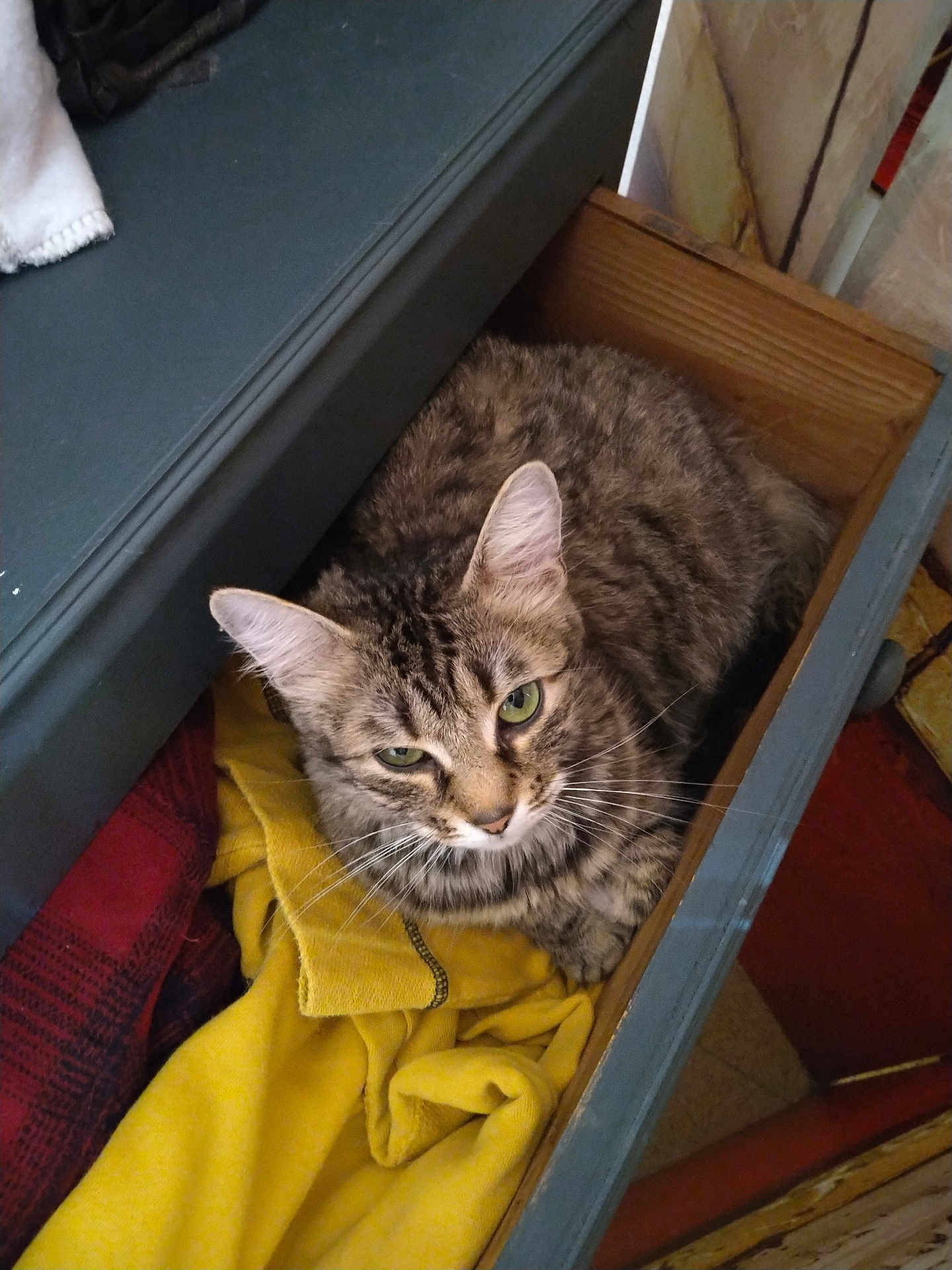 Fleur a rejoint le concours — aidez-le/la à gagner de superbes lots ! cat, tabby_cat, pet, drawer, wooden_drawer, clothing, yellow_fabric, plaid_fabric, green_eyes, whiskers, fur, indoor, cozy, sleepy, close_up, looking_up, furniture, bedding, portrait, household