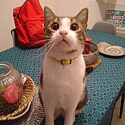 Flocon participe au concours pour gagner de l'argent avec cette photo : cat, indoor, table, backpack, jar, decorative_plate, curious, yellow_collar, feline, patterned_tablecloth, household_items, sitting, close_up, domestic, pet, whiskers, ears, eyes, fur, tabletop