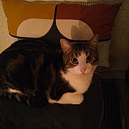 Flocon participe au concours pour gagner de l'argent avec cette photo : animal, cat, cozy, cushion, domestic, eyes, feline, fur, home, indoor, looking, pet, pillow, quiet, resting, shadow, sitting, tabby, texture, wall