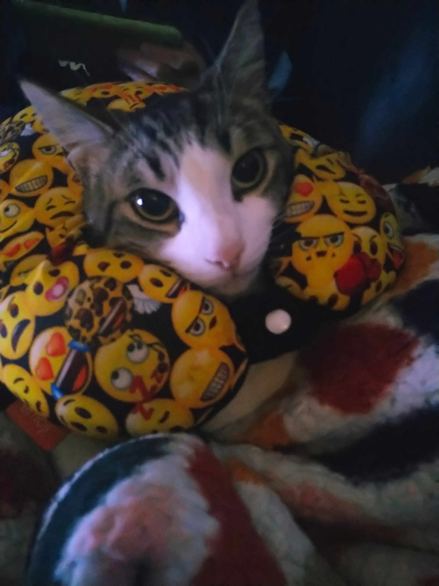 Pompom a rejoint le concours — aidez-le/la à gagner de superbes lots ! cat, feline, pet, emoji_pillow, neck_pillow, blanket, close_up, portrait, big_eyes, whiskers, ears, nose, fabric, pattern, colorful, cozy, indoor, soft, bedding, relaxed