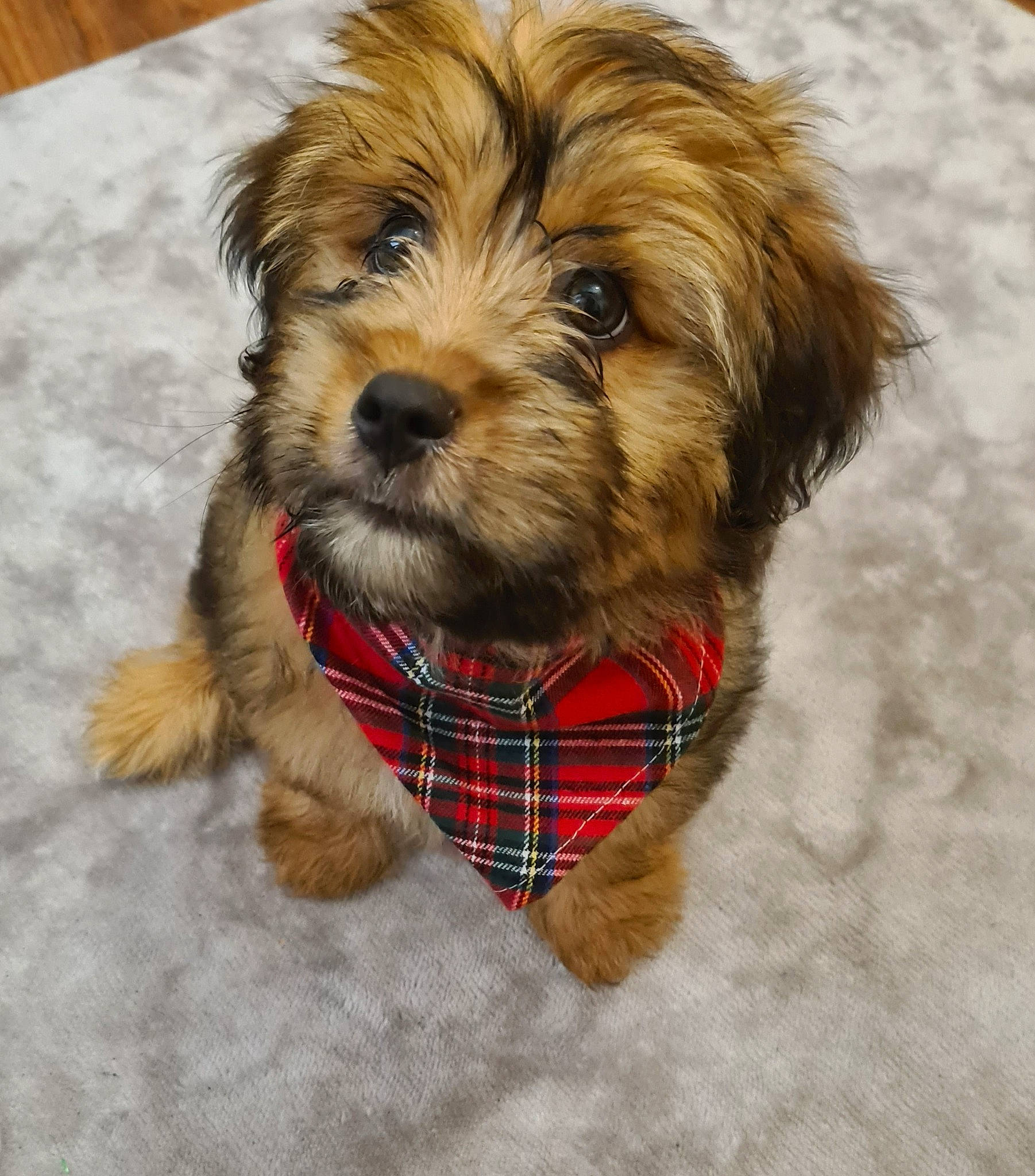 Odin joined the competition — help win amazing prizes! canidae, carnivore, collar, companion_dog, dog, dog_breed, dog_clothes, dog_collar, dog_supply, liver, pet_supply, small_terrier, snout, sporting_group, table, tartan, terrier, toy, toy_dog, working_animal