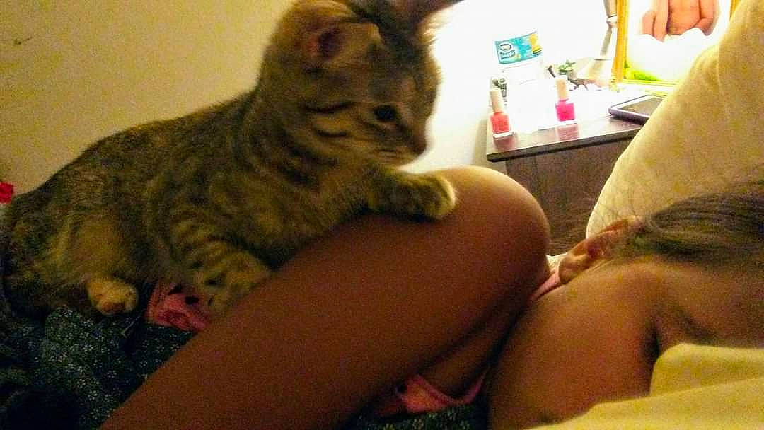 Littlefoot joined the competition — help win amazing prizes! carnivore, cat, claw, comfort, domestic_short_haired_cat, felidae, fur, human_leg, lap, nail, nap, paw, sitting, small_to_medium_sized_cats, snout, tail, thigh, whiskers