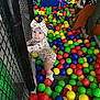 baby, child, ball_pit, colorful_balls, play_area, netting, onesie, headband, pumpkin_pattern, indoor, playground, person, toddler, fun, smiling, support, candid, family, casual_clothing, happy