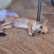 Bloom a rejoint le concours — aidez-le/la à gagner de superbes lots ! animal, chair_leg, chihuahua, clothing, cozy, dog, domestic, ear_up, floor, home, indoor, light_brown, lying_down, pet, relaxed, resting, rug, small_dog, tile_floor, woven_rug