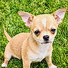 Bloom a rejoint le concours — aidez-le/la à gagner de superbes lots ! adorable, alert, animal, canine, chihuahua, cute, dog, ears, fur, grass, greenery, nature, outdoor, pet, puppy, small_dog, standing, tan_dog, white_markings, young_dog
