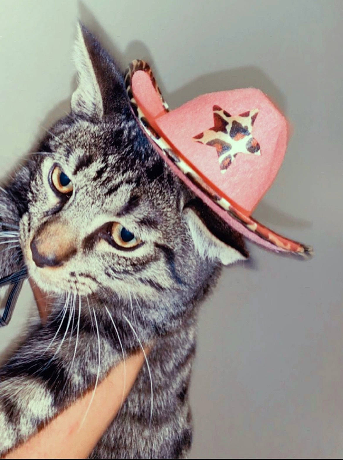 Donald joined the competition — help win amazing prizes! cap, carmine, carnivore, cat, claw, costume_hat, domestic_short_haired_cat, fashion_accessory, felidae, fur, hat, helmet, moustache, paw, personal_protective_equipment, small_to_medium_sized_cats, visual_arts, whiskers