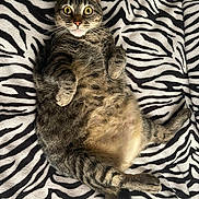 Lucky is registered to the contest to win money with this photo: animal, belly, blanket, cat, cozy, cute, domestic_animal, feline, fur, indoor, lying_down, paw, pet, relaxed, resting, striped, tabby, whiskers, wide_eyes, zebra_pattern