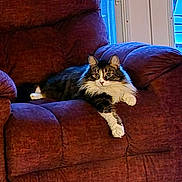 Tweet is registered to the contest to win money with this photo: animal, cat, comfort, cozy, domestic, feline, fluffy, fur, home, indoor, looking, mammal, maroon, paw, pet, recliner, relaxed, sitting, whiskers, window