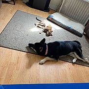 Cookie joined the competition — help win amazing prizes! animal, carpet, cat, collar, cozy, dog, domestic, floor, furniture, indoor, living_room, pet, pet_bed, radiator, relaxed, resting, shelf, sunlight, window, wooden_floor