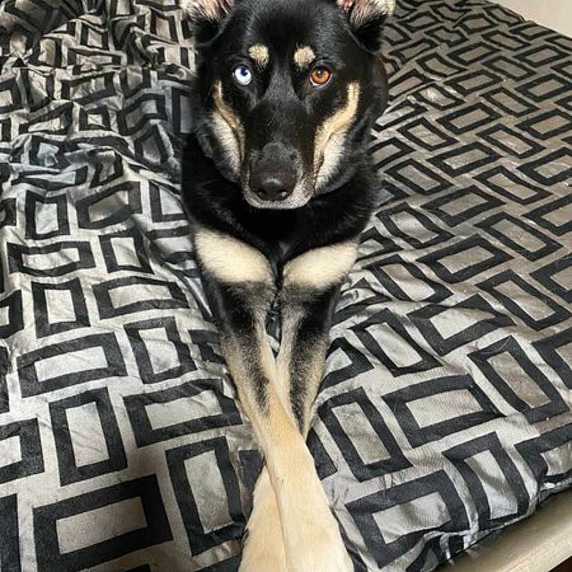 Cookie joined the competition — help win amazing prizes! animal, bed, black_fur, blanket, blue_eye, brown_eye, canine, crossed_paws, dog, ears, fur, heterochromia, indoors, lying_down, pattern, paws, pet, portrait, resting, white_fur