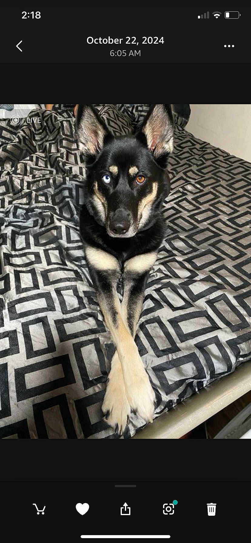 Cookie joined the competition — help win amazing prizes! dog, heterochromia, blue_eye, brown_eye, bed, blanket, pattern, black_fur, white_fur, paws, crossed_paws, indoors, pet, animal, lying_down, fur, ears, canine, resting, portrait