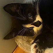 Domino is registered to the contest to win money with this photo: cat, black_and_white, paw, whiskers, floor, wooden_floor, close_up, pet, animal, feline, curious, lying_down, indoor, domestic_cat, face, ears, fur, cute, resting, home