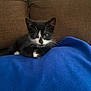 Domino joined the competition — help win amazing prizes! kitten, cat, black_and_white, feline, pet, animal, cute, whiskers, blue_blanket, couch, indoor, cozy, fur, young, small, resting, domestic_animal, mammal, comfort, curious