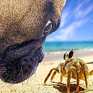 Miss Bella joined the competition — help win amazing prizes! dog, crab, beach, sand, close_up, nose, eye, animal, nature, ocean, sky, outdoor, wildlife, curiosity, macro, marine_life, sunlight, shore, paw, daytime