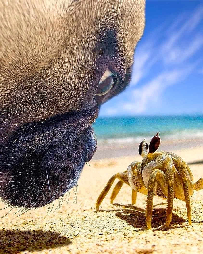 Miss Bella joined the competition — help win amazing prizes! dog, crab, beach, sand, close_up, nose, eye, animal, nature, ocean, sky, outdoor, wildlife, curiosity, macro, marine_life, sunlight, shore, paw, daytime