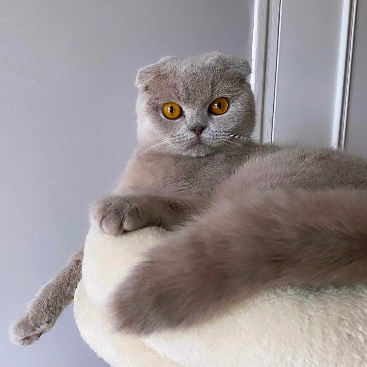 Perle a rejoint le concours — aidez-le/la à gagner de superbes lots ! abyssinian, angora, animal, blanket, cat, clothing, cushion, egyptiancat, fur, gray, homedecor, kitten, manx, pet, siamese, snout, toy, window, windowsill