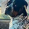 Tank is registered to the contest to win money with this photo: dog, black_and_white, spotted_coat, portrait, sitting, car, vehicle, window, outdoor, animal, canine, short_hair, floppy_ears, brown_markings, white_fur, black_fur, road_trip, alert, looking_at_camera, pet
