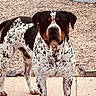 dog, canine, spotted_coat, black_white_tan, standing, outdoor, patio, paving_stones, pebbles, garden, portrait, front_facing, alert, serious_expression, short_hair, large_dog, floppy_ears, brown_eyes, animal, pet