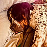 Tank joined the competition — help win amazing prizes! dog, dogs, sleeping, sleepy, bed, bedding, cozy, indoors, pet, canine, black_and_tan, spotted, dalmatian, hound, tongue, resting, cuddling, animal, warm_lighting, closeup