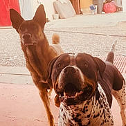 Tank is registered to the contest to win money with this photo: dog, dogs, bulldog, spotted_dog, brown_dog, standing, closeup, portrait, happy, smiling, open_mouth, teeth, pointy_ears, floppy_ears, pet, indoors, home, floor, carpet, photography