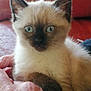 kitten, cat, siamese, blue_eyes, hand, human_hand, couch, red_couch, indoor, pet, fur, whiskers, ears, close_up, animal, domestic_animal, sitting, cute, curious, young