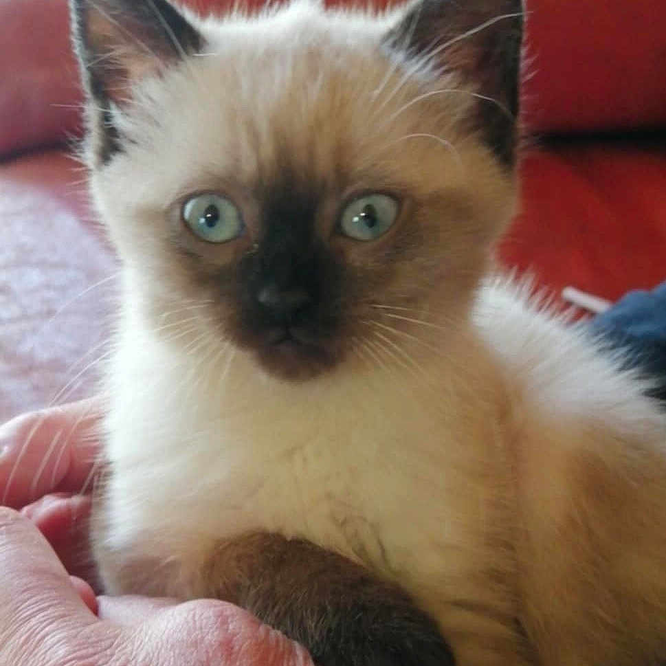 Neige a rejoint le concours — aidez-le/la à gagner de superbes lots ! animal, blue_eyes, cat, close_up, couch, curious, cute, domestic_animal, ears, fur, hand, human_hand, indoor, kitten, pet, red_couch, siamese, sitting, whiskers, young