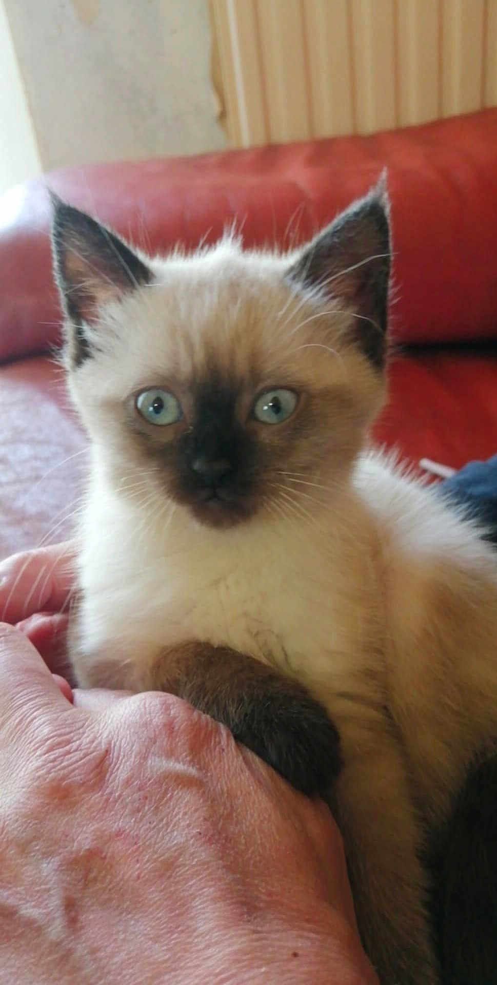 Neige a rejoint le concours — aidez-le/la à gagner de superbes lots ! kitten, cat, siamese, blue_eyes, hand, human_hand, couch, red_couch, indoor, pet, fur, whiskers, ears, close_up, animal, domestic_animal, sitting, cute, curious, young