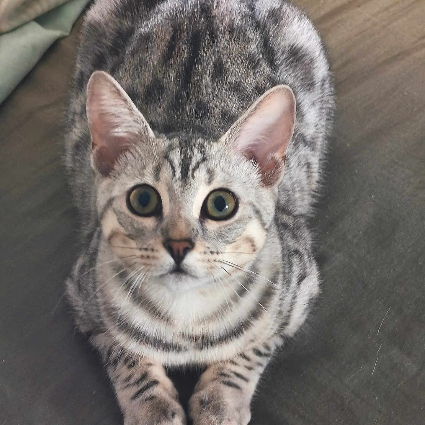 Stella a rejoint le concours — aidez-le/la à gagner de superbes lots ! animal, bed, blanket, cat, closeup, curious, cute, domestic_cat, ears, eyes, feline, fur, indoor, mammal, paws, pet, resting, striped, tabby_cat, whiskers