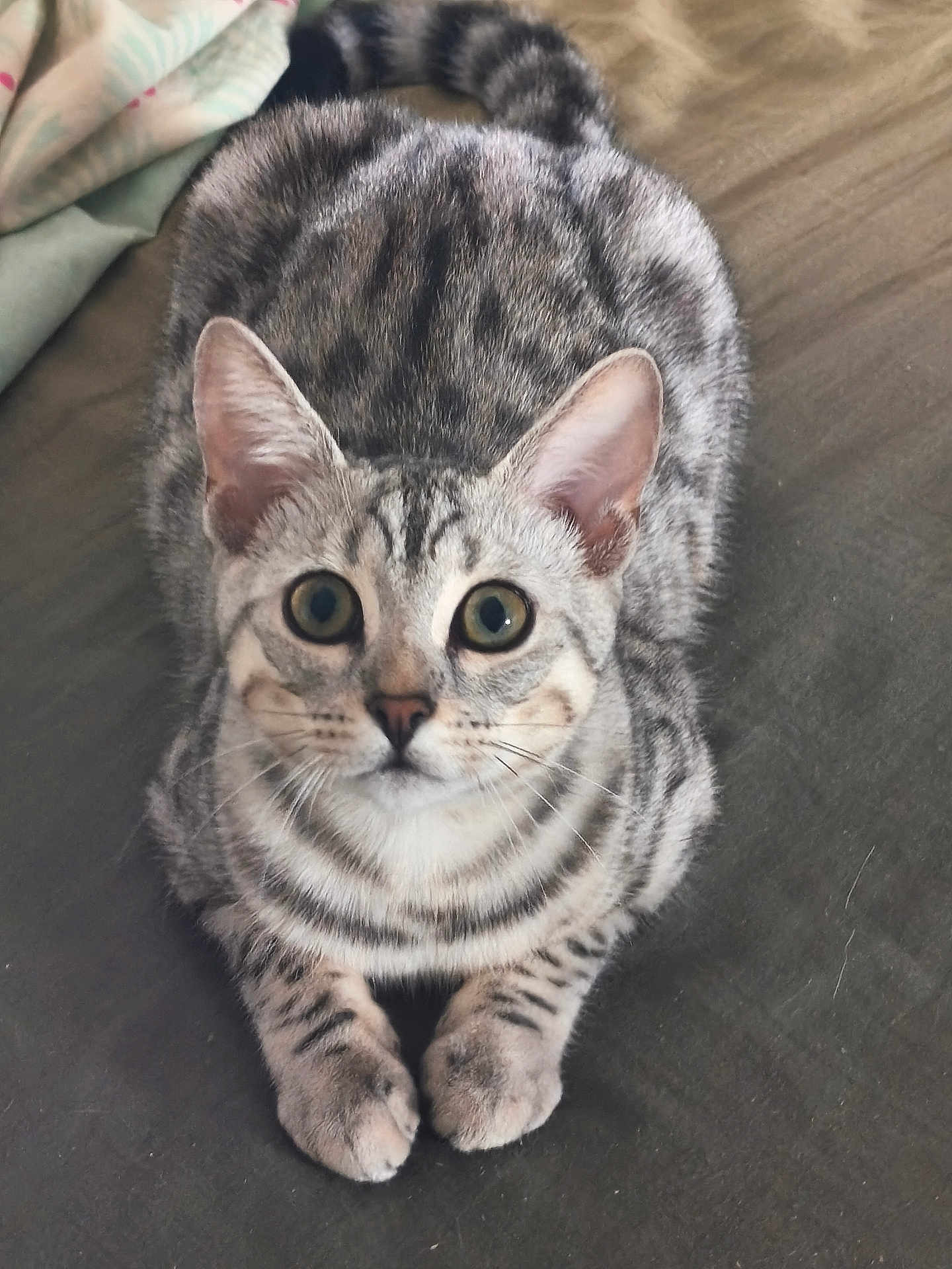 Stella a rejoint le concours — aidez-le/la à gagner de superbes lots ! cat, tabby_cat, pet, animal, feline, cute, fur, whiskers, ears, eyes, paws, resting, indoor, blanket, bed, striped, curious, closeup, domestic_cat, mammal